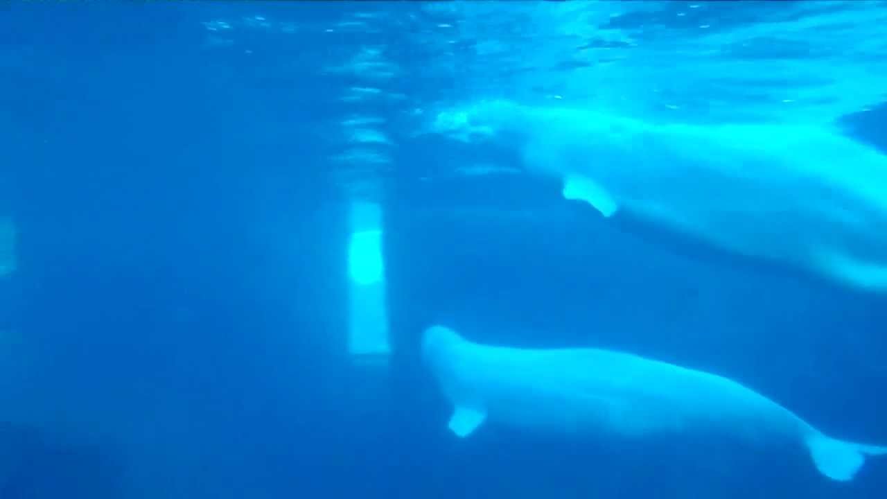 Juno, Naluark, Kela, and Naku at Mystic Aquarium