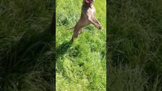 Red Boy Jocko Eli Chinaman Homer 10 Meses