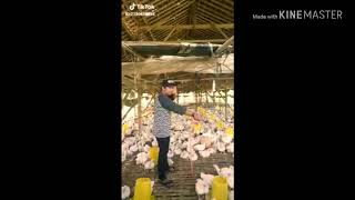 Download lagu Story WA paling lucu TERBARU Story WA paling lucu TERBARU