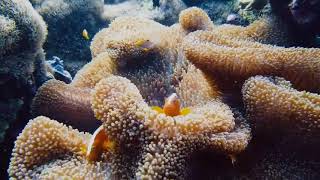 Inspiring Cinematic Background Music For Videos #cinematic #sony a6000 #study music screenshot 5