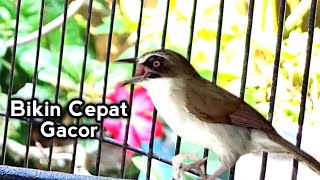 Pancingan opior paruh tebal Ampuh Bikin ngeplong ‼