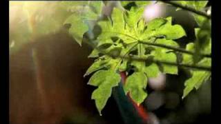 GP Opekha TVC Uncut