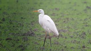 Grote Zilverreiger Polder Burgh En Westland 02012018