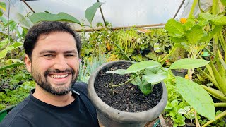 LIMÃO PRODUZ EM UM ANO COM ESSA TÉCNICA