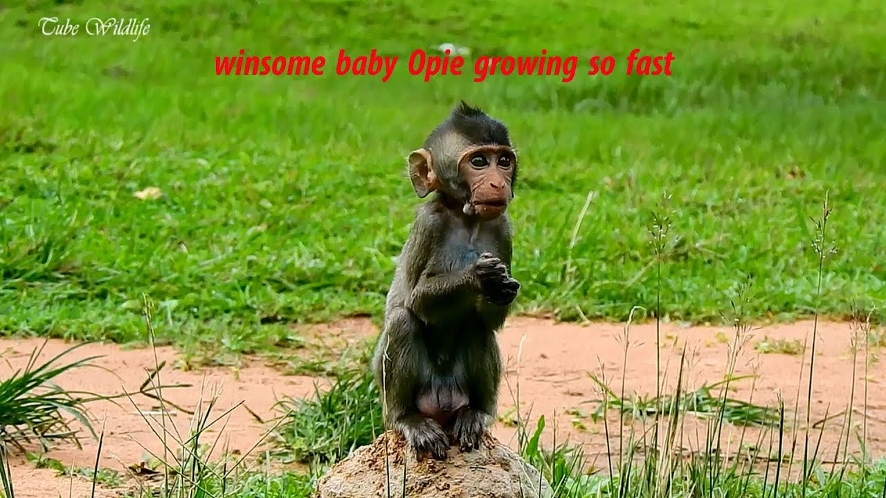 petco hours Oh, Little lovely & adorable baby Opie is growing so fast/ Opie's eating fruit & playing so funny.