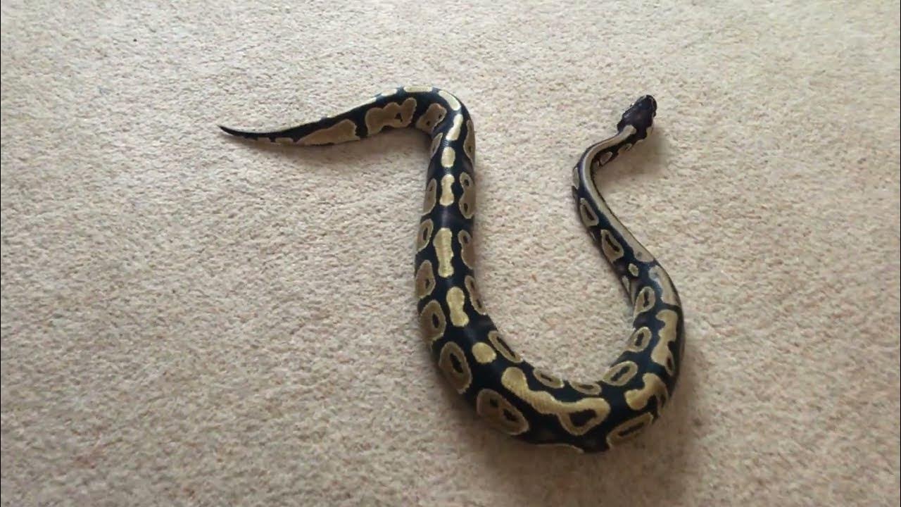 Young Royal Python stretching his legs 😬 on carpet - YouTube