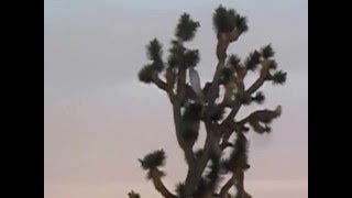 Baby Owl Flying AVI