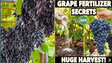 Ultimate Grape Tree Fertilizer Guide: How to Get a HUGE Harvest!#grapenation #grapetree #fertilizer