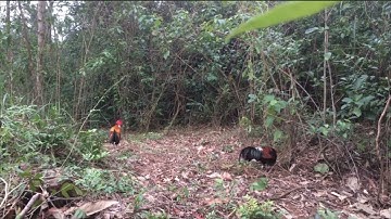 dib qaib qus cuab mag zoo heev hunting wild chickens - CHAw Kaj Siab