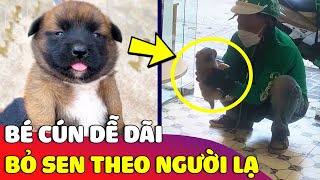 Bé cún nhỏ 'DỄ DÃI' được vuốt ve liền từ bỏ con sen để 'ĐI THEO NGƯỜI LẠ' 😅 Gâu Đần