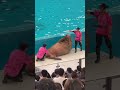 セイウチ界のアイドル ダイナマイトボディー 約700kg モコちゃんのダイナミックな腹筋 イルカショー参加中 横浜・八景島シーパラダイス ※2025.05.24
