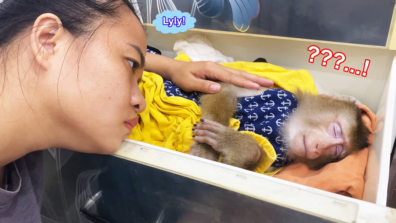 Monkey Lyly intentionally climbed into her mother's wardrobe and the ending that followed...