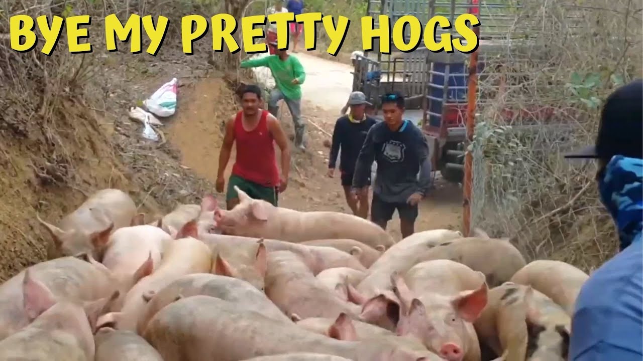 Selling Liveweight Of My Pigs For The First Time YouTube