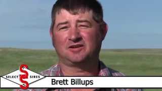 Improving Your Cowherd with AI-Select Sires Beef