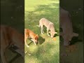 Watch What Happens When We Feed Stray Dogs! ❤️🫶🏻🐾 #straydogs #dogfeeding #youtubeshorts
