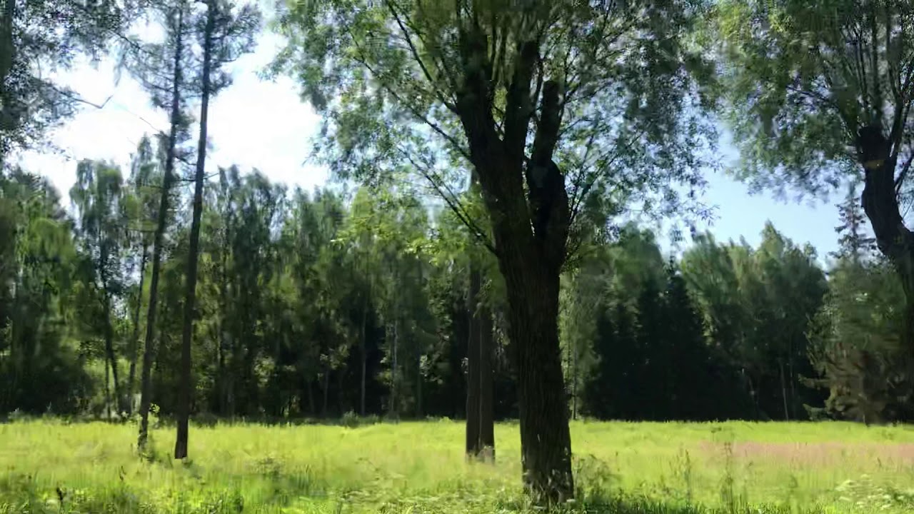 Плакучие ивы,в каком парке посажены!? - YouTube