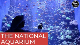 The National Aquarium: All you need to know about Abu Dhabi’s latest attraction