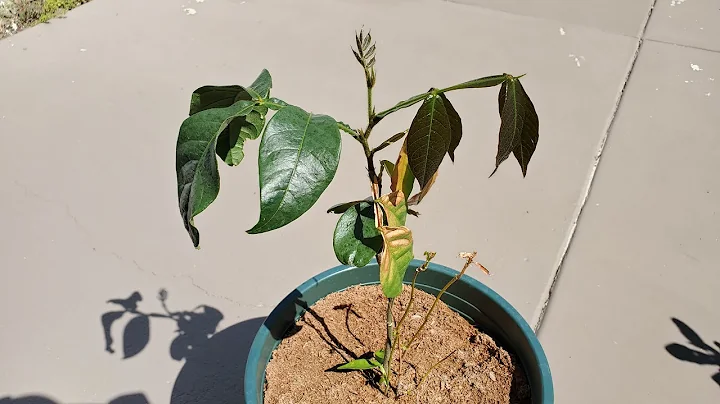 Growing an Ice Cream Bean Cutting, Days 0-42