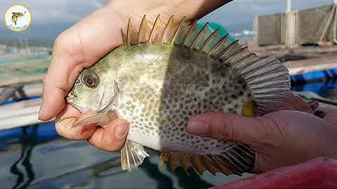 Chia Sẻ bài Mồi Câu Cá Dìa Đặc Biệt