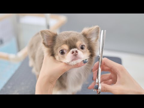 もっと美人になったね!(イザベラチワワ トリミング)