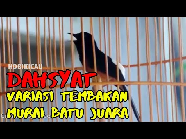 VARIASI TEMBAKAN MURAI BATU FAVORIT PARA JUARA class=