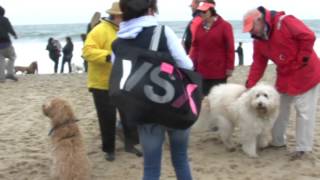 2016 dewey beach doodle romp