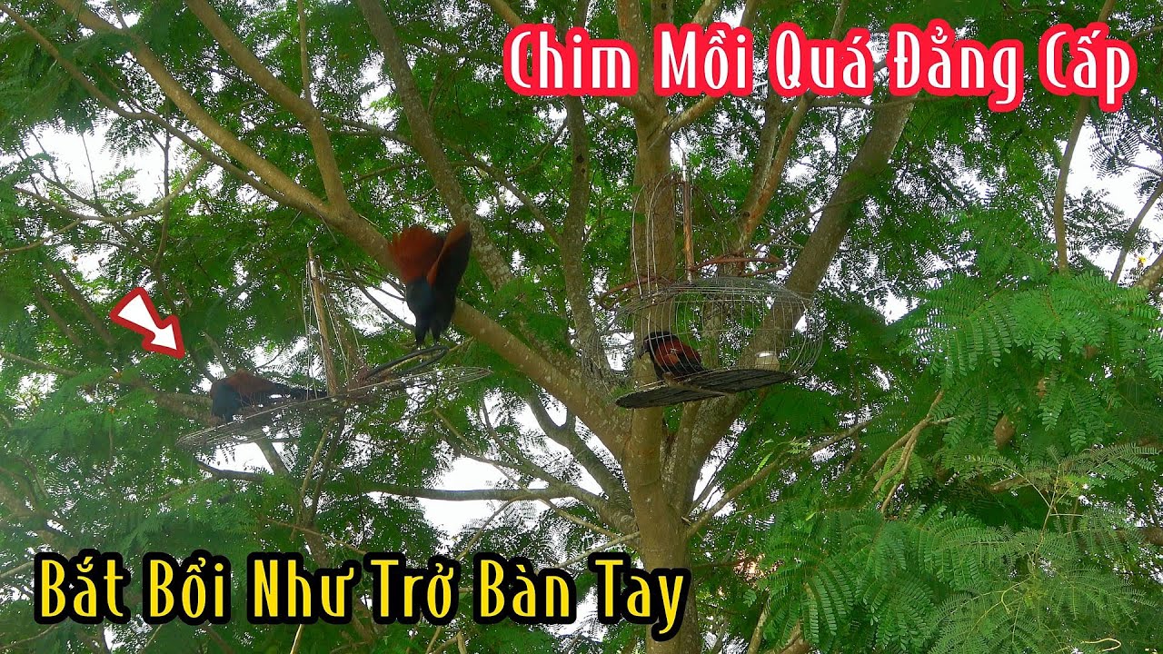 Bìm Bịp Mồi Này Quá Đẳng Cấp Bổi Về Là Chỉ Có Lụm Thôi | Đam Mê Săn Bắt