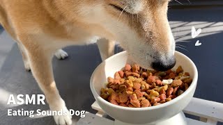 【ASMR/咀嚼音】2種類のクッキーを混ぜたカリカリご飯Eating Sounds Dog/柴犬の咀嚼音【青空朝ごはん】#asmr #柴犬