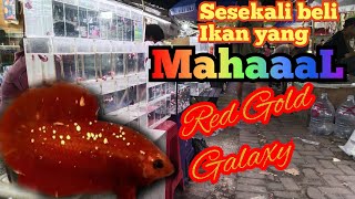 Beli ikan cupang termahal di pasar ikan hias Jatinegara