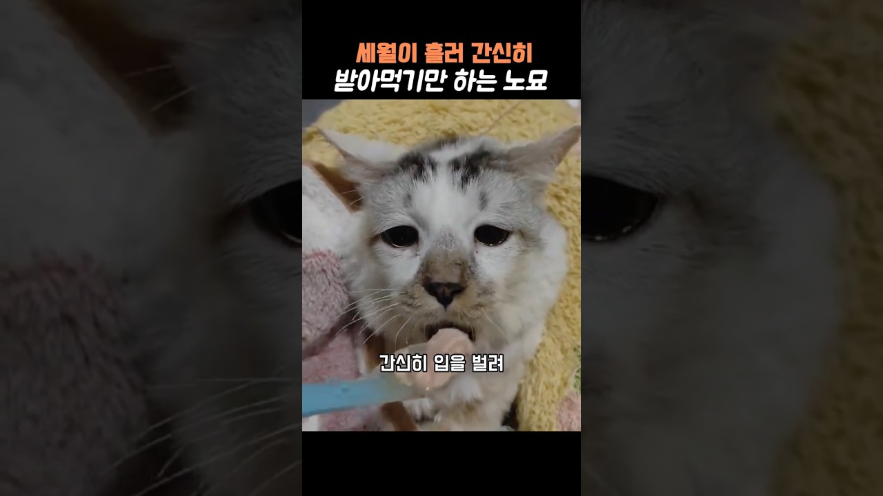 핥지도 씹지도 못하는 고양이 #고양이 #고양이쇼츠 #노묘 #노화