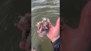 saved 100+crab life #viral #trending #fishing #beach #reels