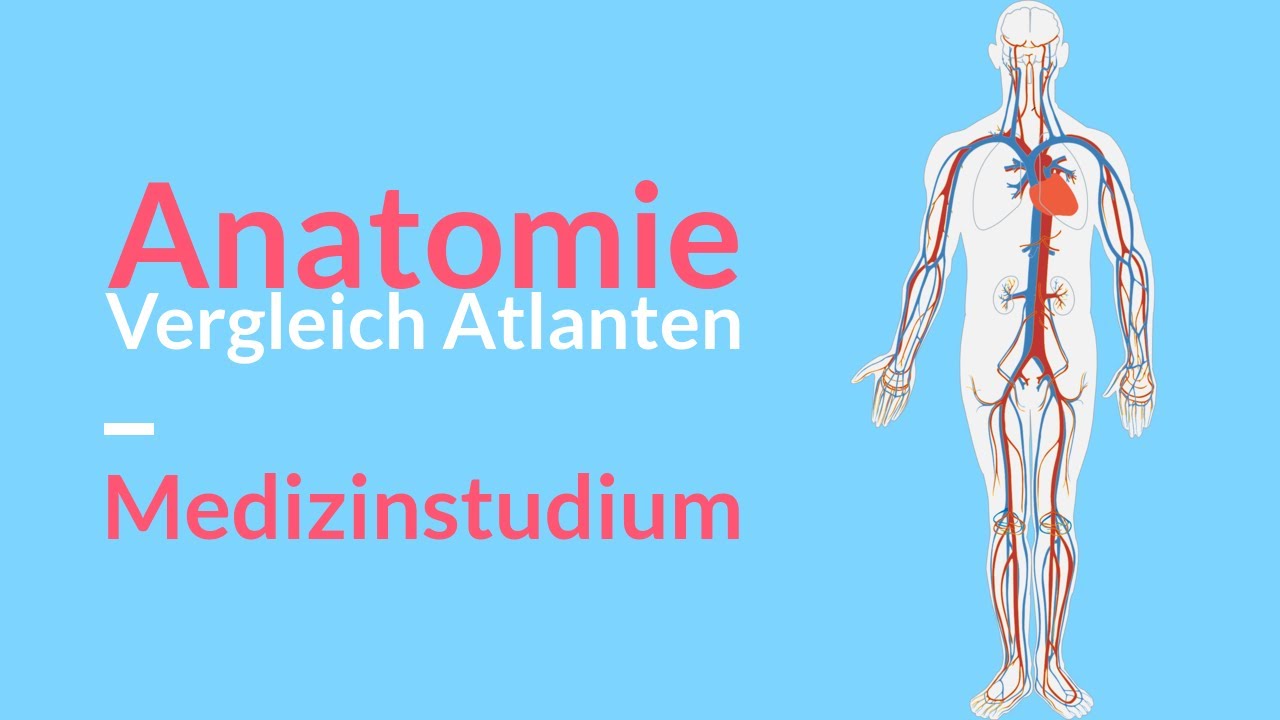 Prometheus Vs Sobotta Welcher Atlas Der Anatomie Ist Besser Zum Lernen Medizinstudium Zahn Youtube