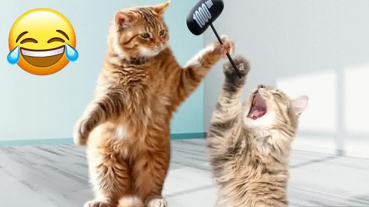 Top 10 Funniest Cat Reactions You Have to See 😆 Funny Cats Moments 😂🤣