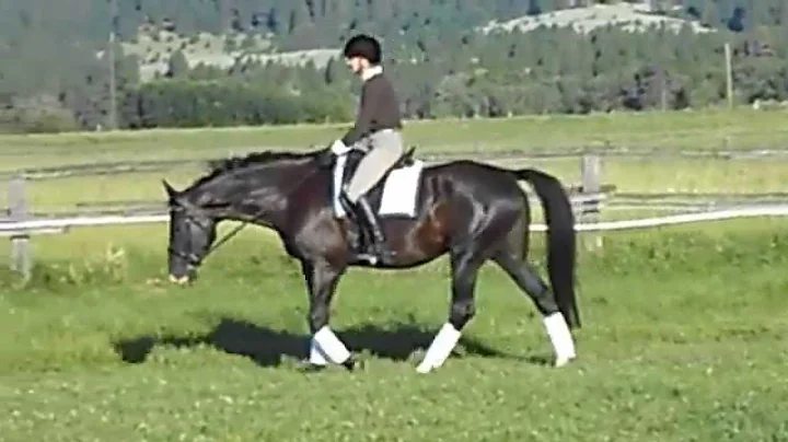 Lilly - Swedish Dutch Warmblood Mare ridden by Lyd...