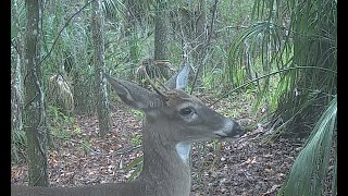 Bobcat, Does, and Bucks on our Trail Cam in Central Florida