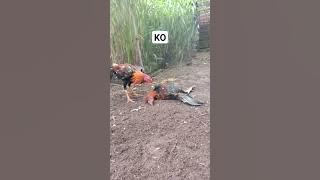 satu kali pukulan langsung KO#ayam
