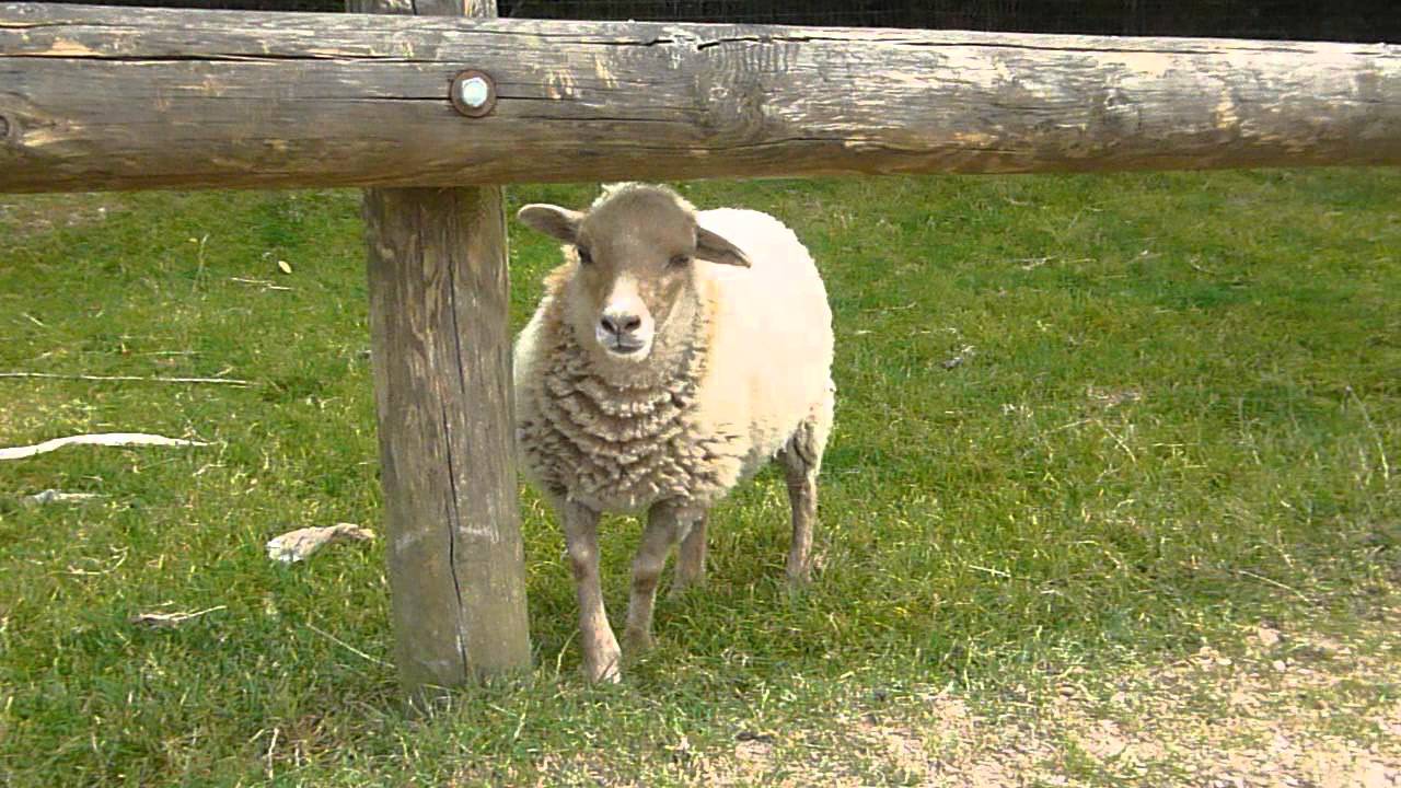 bruitage mouton