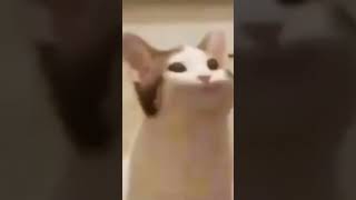 мем кот широко открывает рот #мем#па-па-па-па-па-па#кот