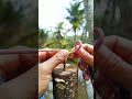 The Clove Hitch~~😎 the simplest and strongest knot👍 #knot #climbing #clovehitch #short #outdoor