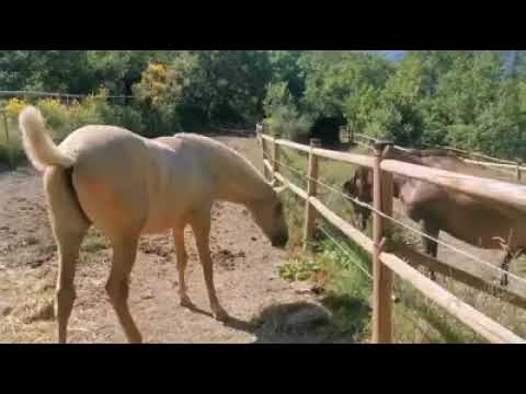 Video: Vəhşi Atlar üçün Təsdiqlənən Kontraseptiv Atış