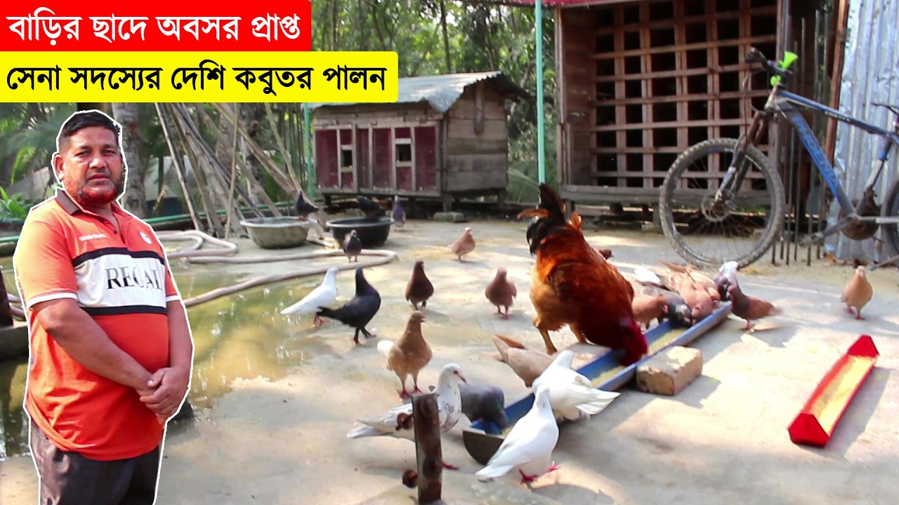 বাড়ির ছাদে অবসর প্রাপ্ত সেনা সদস্যের দেশি কবুতর পালন পদ্ধতি সম্পর্কে জেনে নিন সহজে | BD Pigeon Farm
