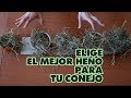 HENO PARA CONEJOS 🌱 Elige EL MEJOR HENO para tu conejo