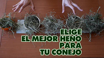 ¿Qué heno es recomendable para conejos?