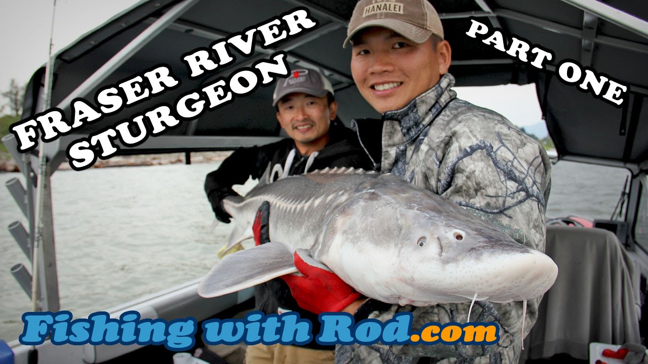 Fishing with Rod Fraser River Sturgeon, Part One YouTube