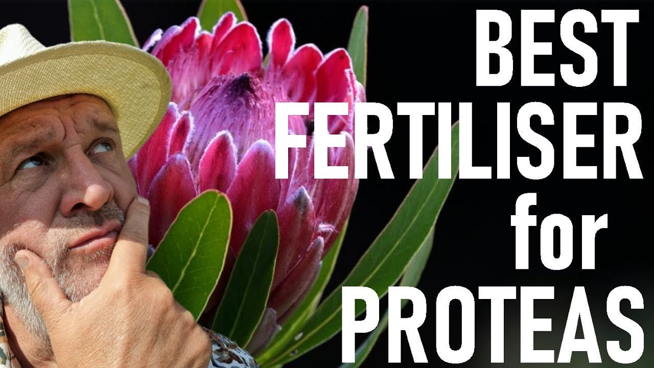 What is the best Fertilizer to use on Proteas? Blue Nurseries - phosphorus free fertilizer