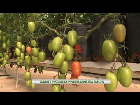 Vídeo: Como Aquecer Uma Estufa Com Tomates à Noite Sem Nenhum Custo