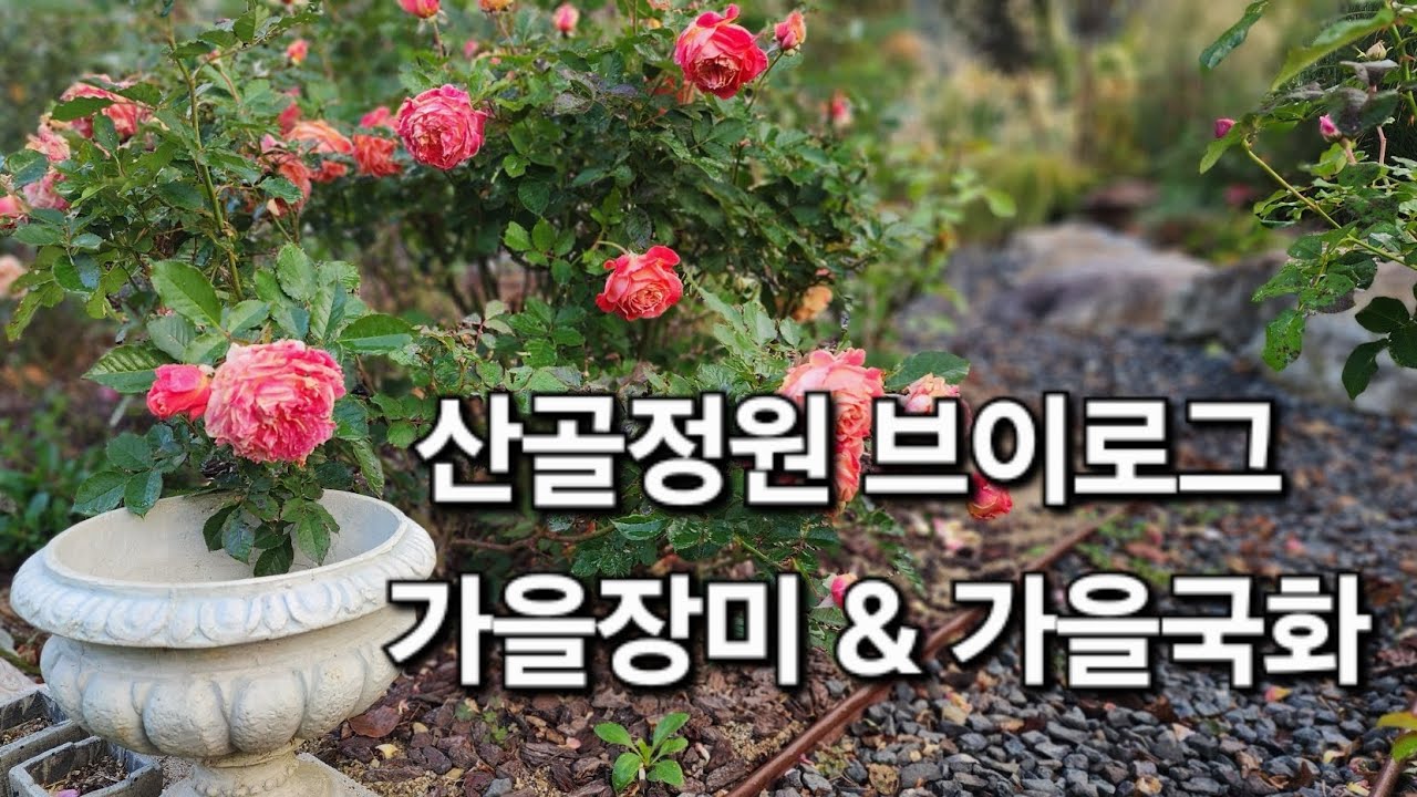 산골정원 브이로그 | 장미정원 | 가을국화 | 가을정원 | 온실 정리하기 | 청송사과축제 | 귀촌생활 | 1인가구