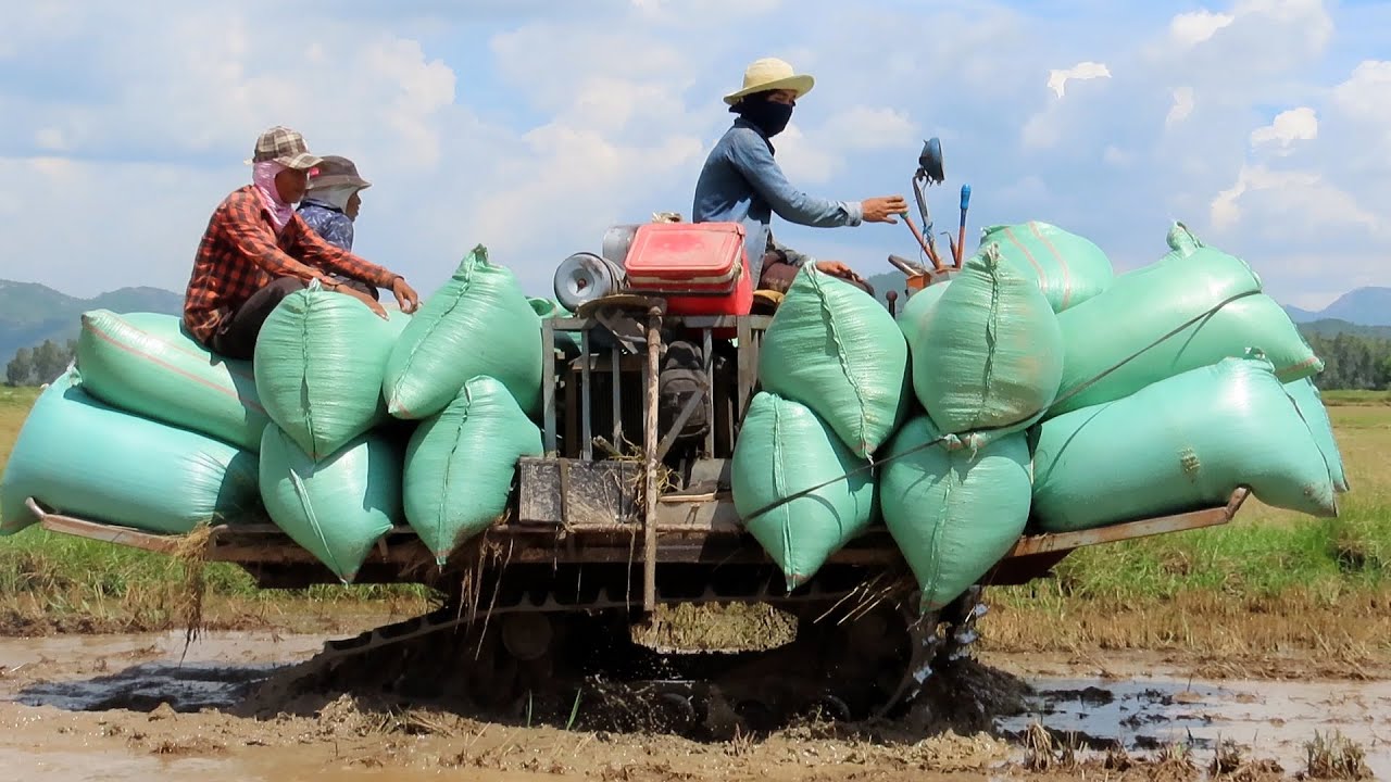 Best creative machine for transporting rice across deep mud and water ...
