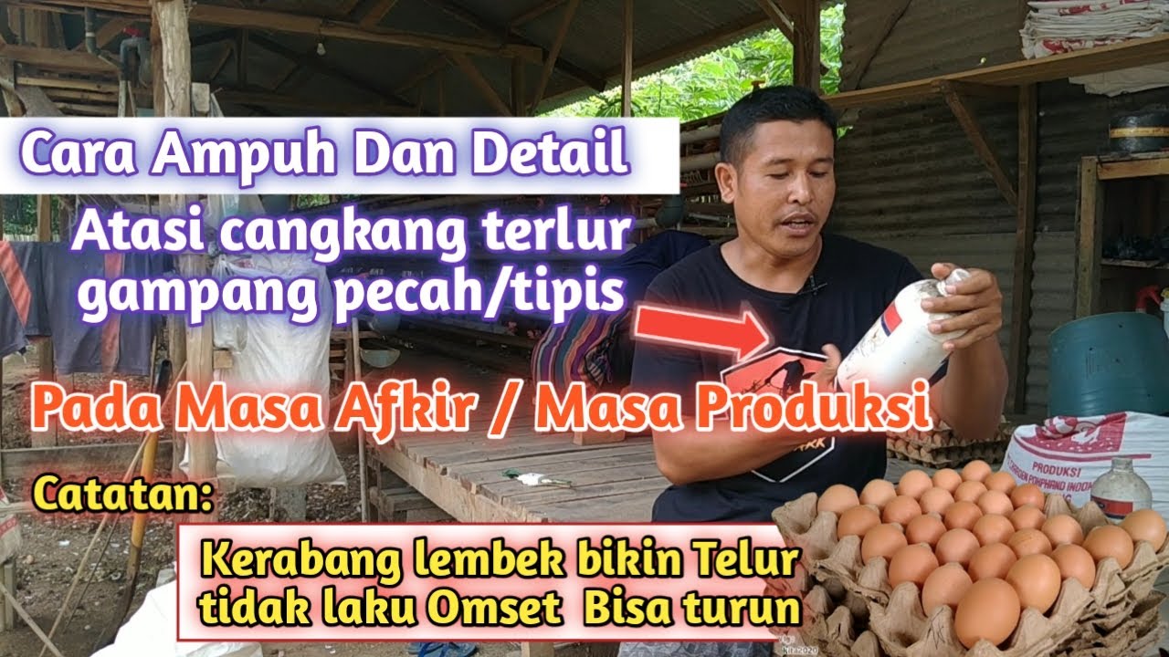 Cara Baru Atasi cangkang/ kerabang terlur gampang pecah/tipis