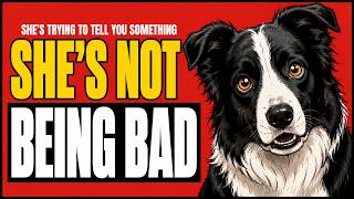 6 "Bad" Border Collie Behaviors That Are Secretly Saying I Love You